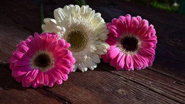 Tahta arka planda güzel Gerbera çiçekleri, yaz konsepti, yakın görüş   