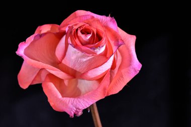 Koyu arkaplanda güzel bir gül, yaz konsepti, yakın görüş   