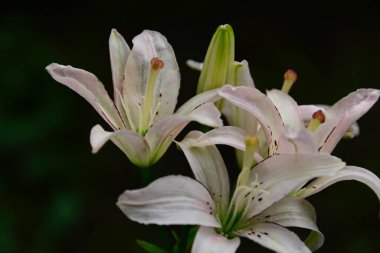 Güneşli yaz gününde bahçede yetişen güzel zambaklar. 