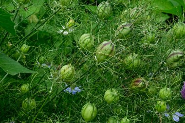 Yaz günü bahçede yeşil bitkiler