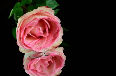 Koyu arkaplanda güzel güller, yaz konsepti, yakın manzara  