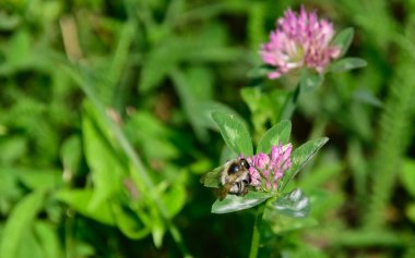 Güneşli yaz gününde bahçede yetişen güzel çiçekler. 