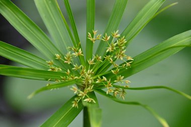 Güneşli yaz gününde bahçede yetişen güzel çiçekler. 