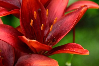 Güneşli yaz gününde bahçede yetişen güzel zambaklar. 