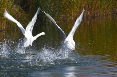 Güzel beyaz kuğular yaz günü göl yüzeyinde yüzerler. 