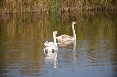 Güzel beyaz kuğular yaz günü göl yüzeyinde yüzerler. 
