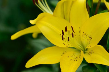 Güneşli yaz gününde bahçede yetişen güzel zambaklar. 