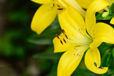 Güneşli yaz gününde bahçede yetişen güzel zambaklar. 