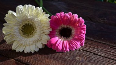 Tahta arka planda güzel Gerbera çiçekleri, yaz konsepti, yakın görüş   