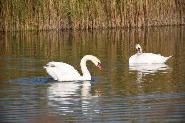 Güzel beyaz kuğular yaz günü göl yüzeyinde yüzerler. 