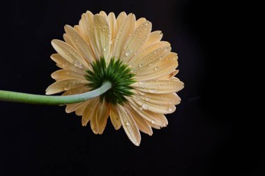 Güzel Gerbera koyu arkaplan, yaz konsepti, yakın görüş  