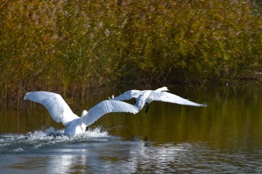 Güzel beyaz kuğular yaz günü göl yüzeyinde yüzerler. 