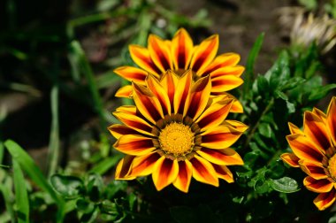 Güneşli yaz gününde bahçede yetişen güzel çiçekler. 