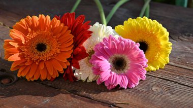 Gerbera çiçekleri ahşap masada.