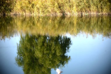 Gölette büyüyen yeşil bitkiler