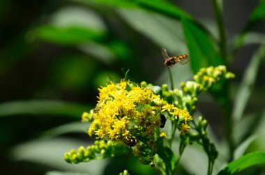Güneşli yaz gününde bahçede yetişen güzel çiçekler. 