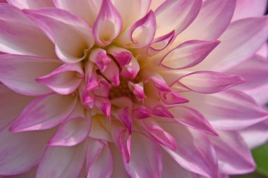 Güneşli yaz gününde bahçede yetişen güzel çiçekler. 