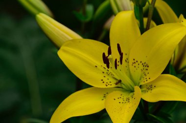 Güneşli yaz gününde bahçede yetişen güzel zambaklar. 