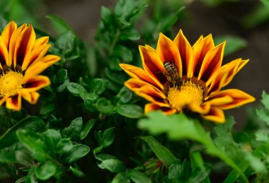 Güneşli yaz gününde bahçede yetişen güzel çiçekler. 