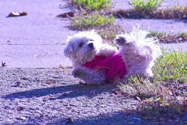 Tatlı köpek yaz günü dışarıda eğleniyor.
