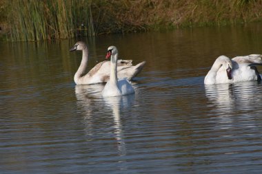 Güzel beyaz kuğular yaz günü göl yüzeyinde yüzerler. 