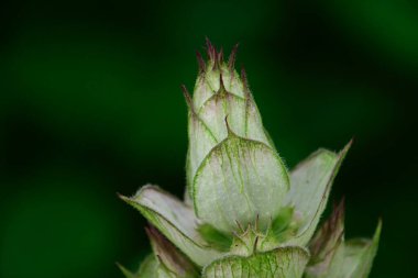 Güneşli yaz gününde bahçede yetişen güzel çiçekler. 