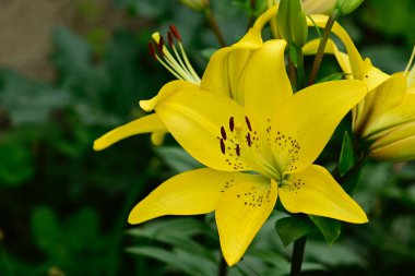 Güneşli yaz gününde bahçede yetişen güzel zambaklar. 