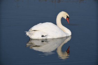 Güzel beyaz kuğu yaz günü göl yüzeyinde yüzüyor. 