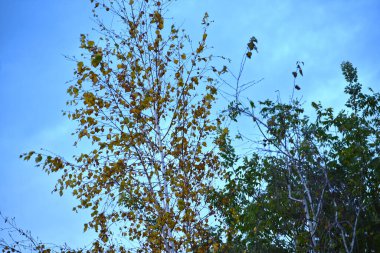 Bulutlar ve ağaçlarla dolu güzel yaz gökyüzünün manzarası
