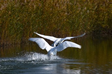 Güzel beyaz kuğular yaz günü göl yüzeyinde yüzerler. 