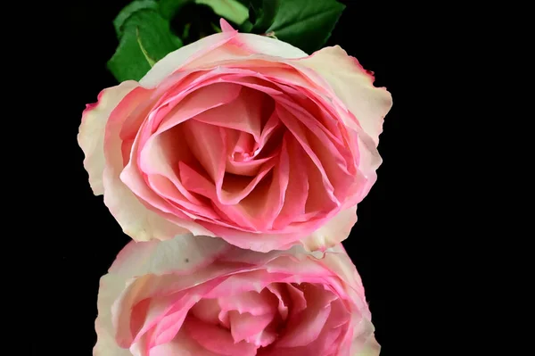 Hermosa Flor Rosa Con Reflexión Sobre Fondo Oscuro Concepto Verano — Foto de Stock