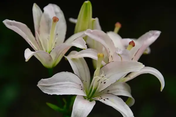 美丽的百合花在夏日的艳阳天长在花园里 — 图库照片