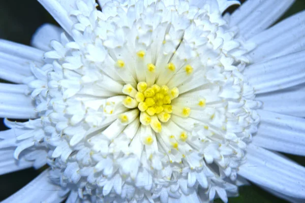 Vacker Krysantemum Blomma Växer Trädgården Sommaren Solig Dag — Stockfoto