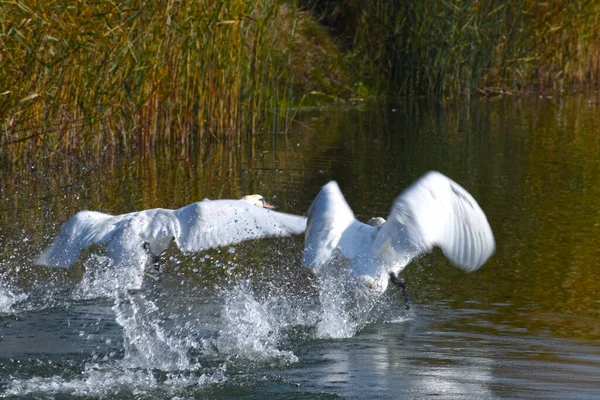 Güzel beyaz kuğular yaz günü göl yüzeyinde yüzerler. 