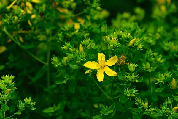 Beautiful Flowers Growing Garden Summer Sunny Day — Stock Photo, Image