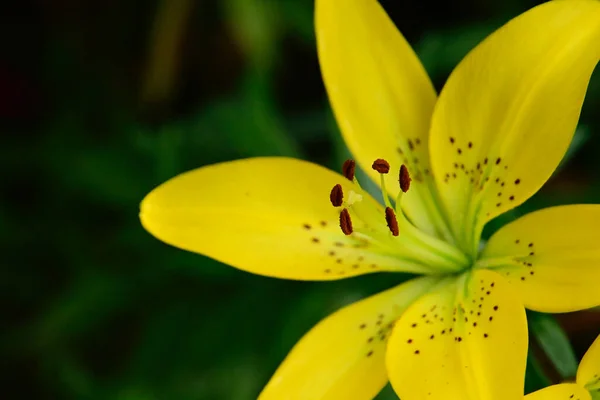 Schöne Lilien Wachsen Garten Sonnigen Sommertag — Stockfoto