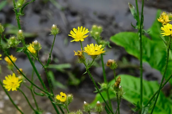 Belles Fleurs Dans Jardin — Photo