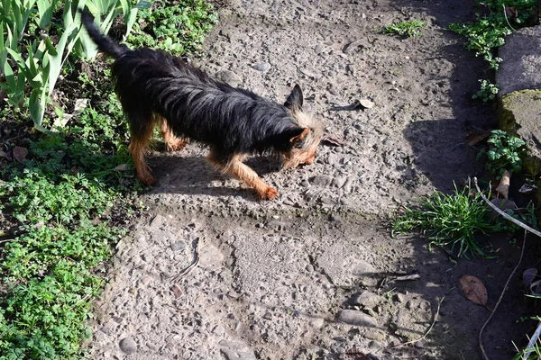 Lindo Perro Tener Diversión Aire Libre Verano Día — Foto de Stock