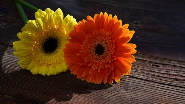 Schöne Gerbera Blumen Auf Holzgrund Sommerkonzept Nahsicht — Stockfoto