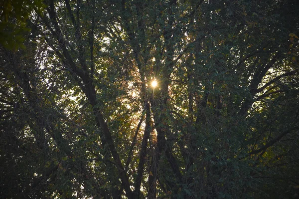 Árvores Verdes Floresta Com Raios Sol — Fotografia de Stock