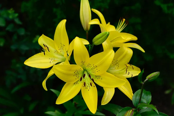 Mooie Lelies Groeien Tuin Zomer Zonnige Dag — Stockfoto