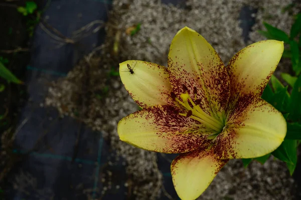 Schöne Lilien Wachsen Garten Sonnigen Sommertag — Stockfoto