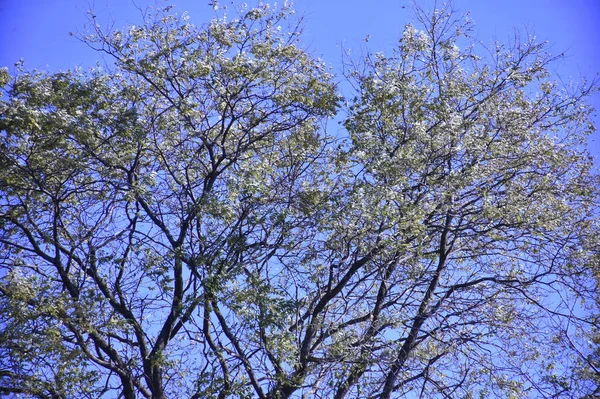 Äste Himmel Hintergrund — Stockfoto