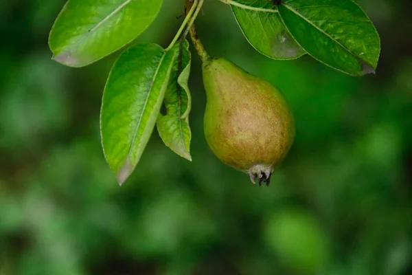 Arbre Aux Poires Mûres Poussant Plein Air Concept Été Vue — Photo