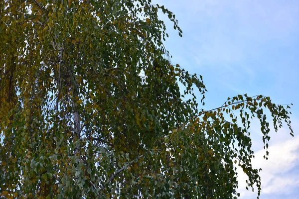 Tree Branches Sky Background — Stock Photo, Image