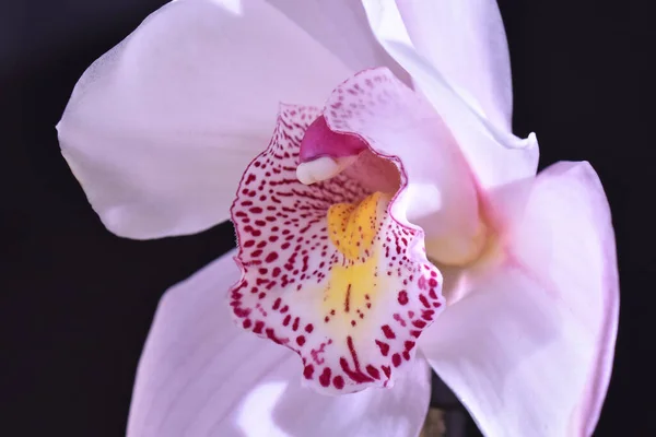 Koyu Arkaplanda Güzel Bir Orkide Yaz Konsepti Yakın Görüş — Stok fotoğraf