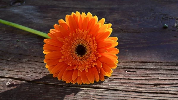 Tahta Arka Planda Güzel Gerbera Çiçeği Yaz Konsepti Yakın Görüş — Stok fotoğraf