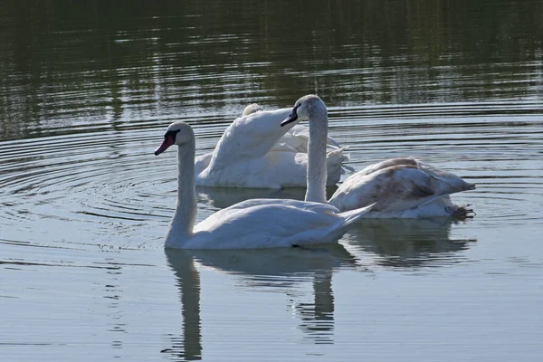 Hermosos Cisnes Blancos Nadando Superficie Del Agua Del Lago Día — Foto de Stock