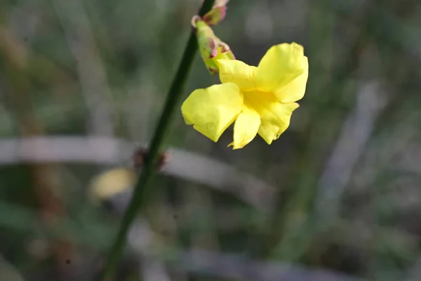 Vackra Blommor Xer Trã Dgã Rden Sommaren Solig Dag — Stockfoto