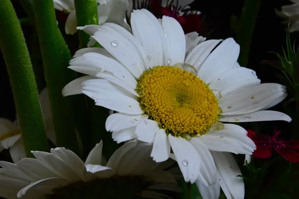 暗い背景に美しいガーベラの花の花束 夏のコンセプト — ストック写真